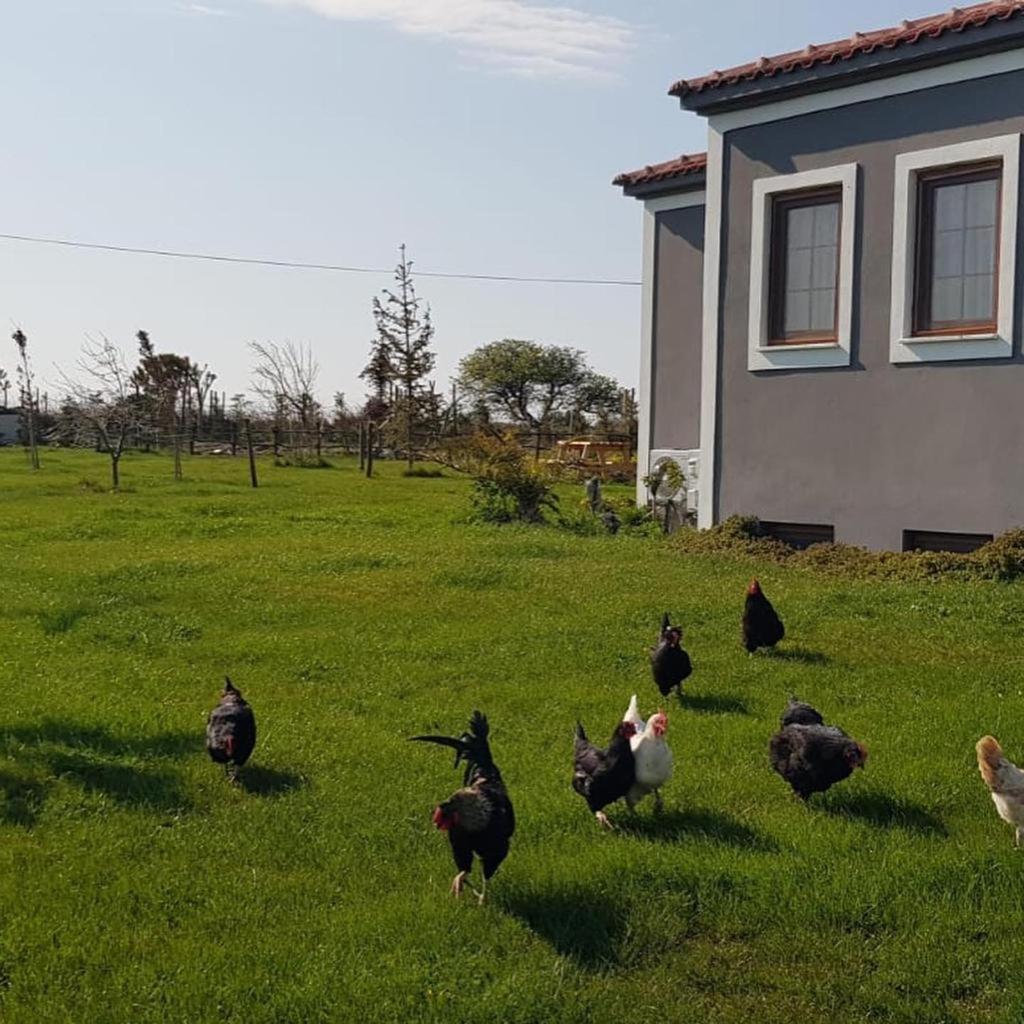 Adayel Bagevi & Butik Otel Bozcaada Exterior photo